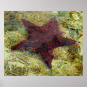 Pôster Starfish submarino das Bahamas