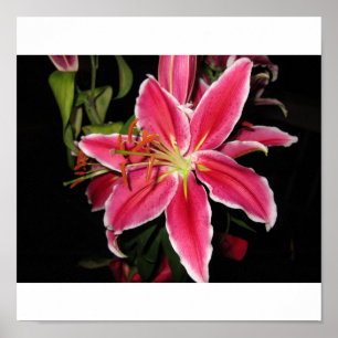 Poster Stargazer Lilly