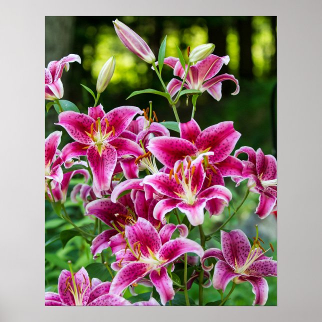 Poster Stargazer Lily (Frente)