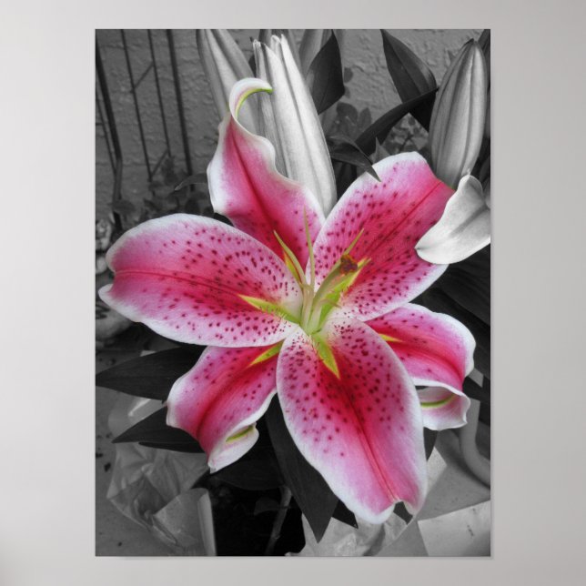 Pôster Stargazer Lily (Frente)