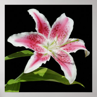 Pôster Stargazer Lily