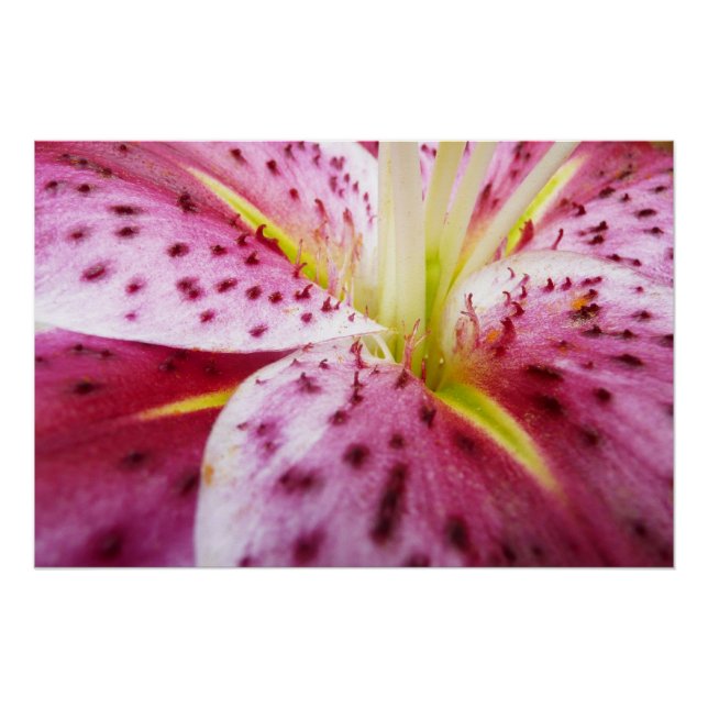 Pôster Stargazer Lily Bright Magenta Floral (Frente)