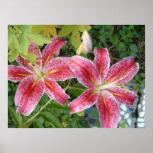 Stargazer Lily Garden Floral