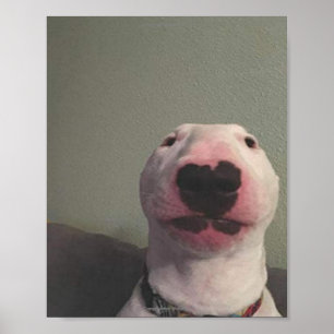 Poster Starring Dog Meme