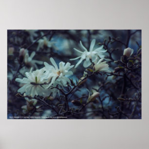 Poster Starry Magnolia 3172