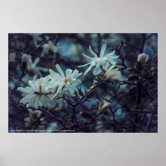 Poster Starry Magnolia 3172 (Frente)