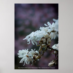 Poster Starry Magnolia 5780