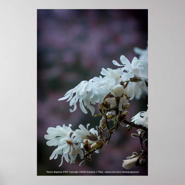 Poster Starry Magnolia 5780 (Frente)