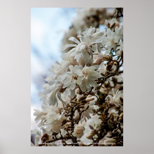 Poster Starry Magnolia 5781 (Frente)