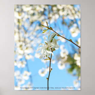 Poster Starry Magnolia 6490