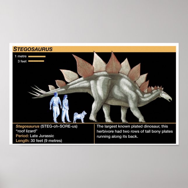 Poster Stegosaurus - Biology Dinosaur Timeline (Frente)