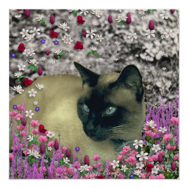 Pôster Stella in Flowers I, Chocolate & Cream Gato Siamês (Frente)