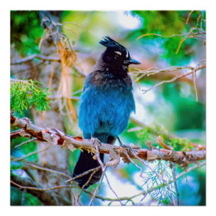 Pôster Steller's Jay - Fotografia original