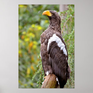 Pôster Steller's Sea Eagle