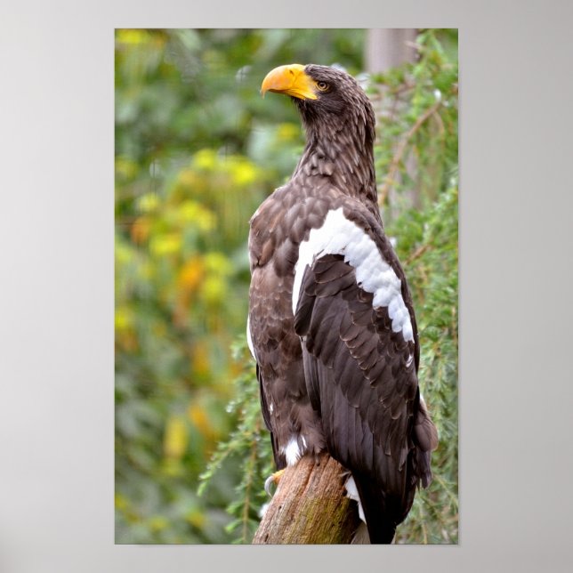 Pôster Steller's Sea Eagle (Frente)