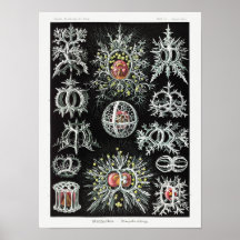 Stephoidea–Ringelstrahlinge | Ernst Haeckel |