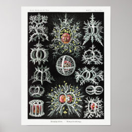 Poster Stephoidea–Ringelstrahlinge | Ernst Haeckel |