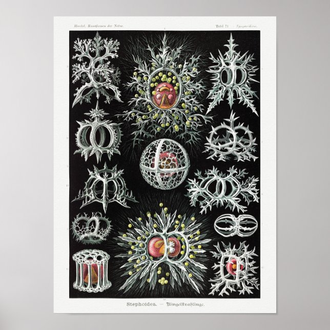 Poster Stephoidea–Ringelstrahlinge | Ernst Haeckel | (Frente)