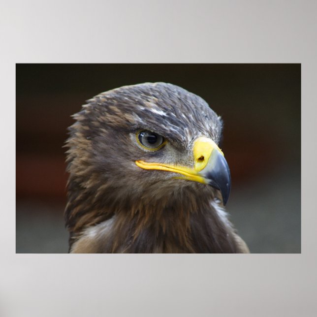 Poster Steppe Eagle Close-Up Portrait (Frente)
