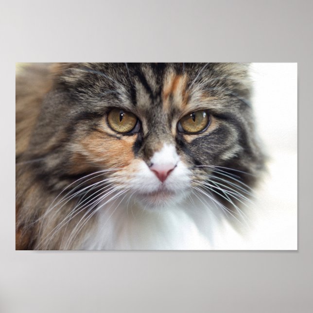 Poster Stern Maine Coon (Frente)