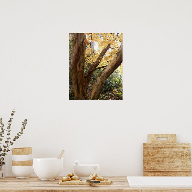 Poster Stewartia japonesa colorida (Cozinha)