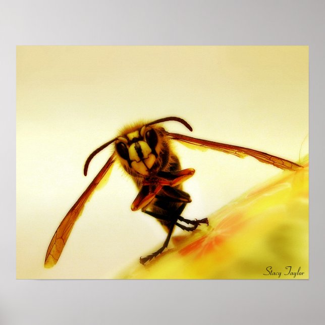 Poster Stinger 12 (Frente)