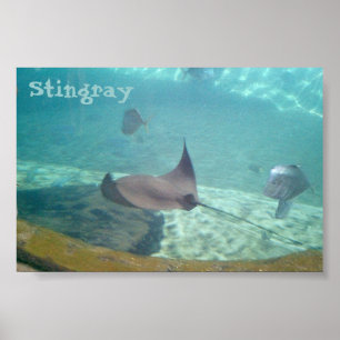 Pôster Stingray