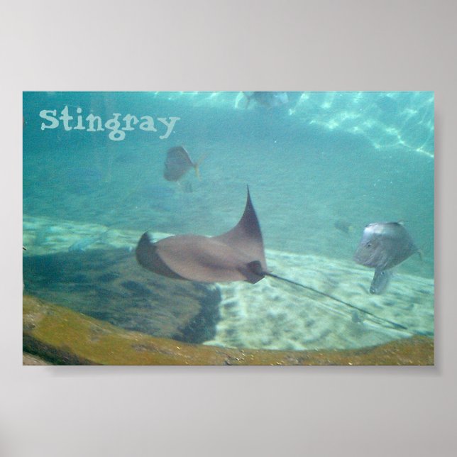 Pôster Stingray (Frente)