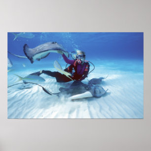 Pôster Stingray City, Grand Cayman, Ilhas Cayman,