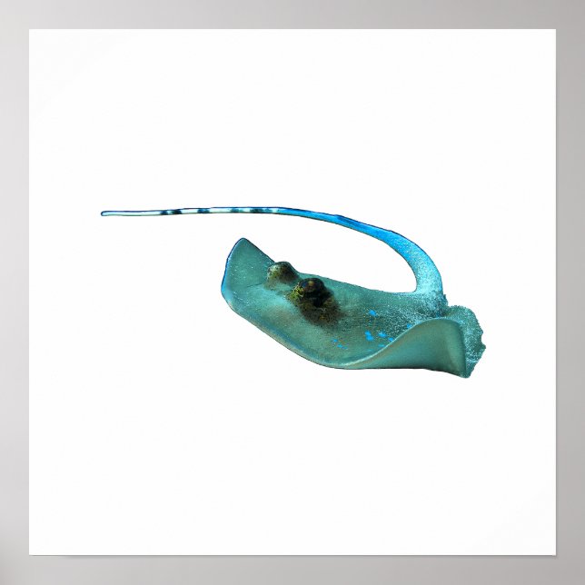 Poster Stingray - Design Abstrato - Cortado de uma foto | (Frente)