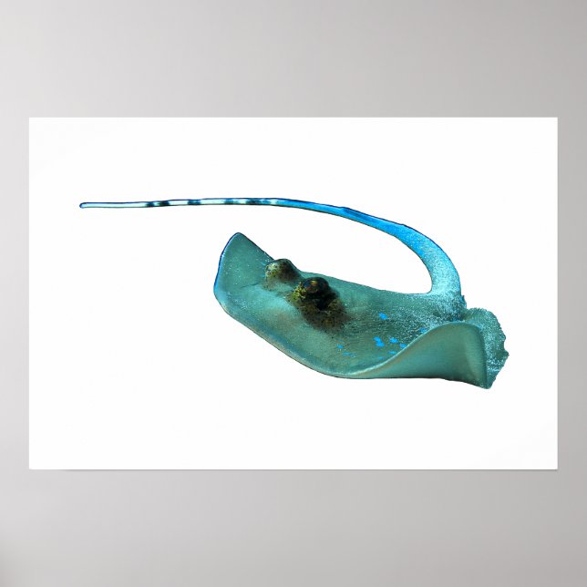 Poster Stingray - Design Abstrato - Recortado de uma foto (Frente)