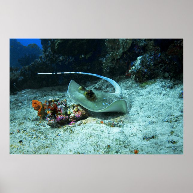 Poster Stingray em movimento - Foto tirada no Triângulo C (Frente)