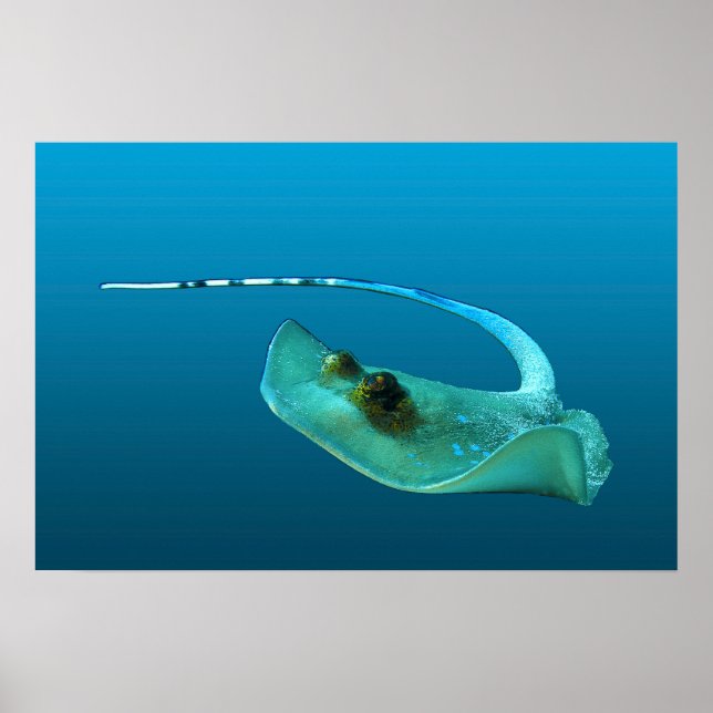 Poster Stingray em movimento! Fundo azul gradiente | (Frente)