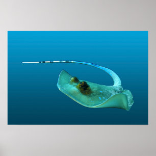 Poster Stingray em movimento! Fundo azul gradiente  