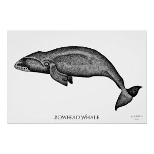Pôster Stippling a baleia de Bowhead da arte