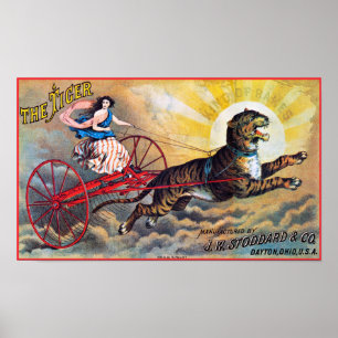 Pôster Stoddard Tiger