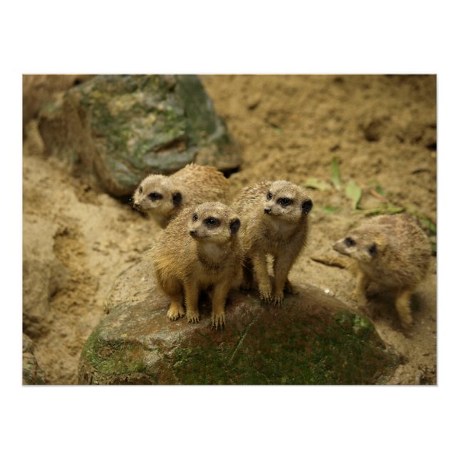 Pôster Stokstaartjes, meercat  (Frente)