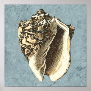 Poster Stonewashed Conch Shell