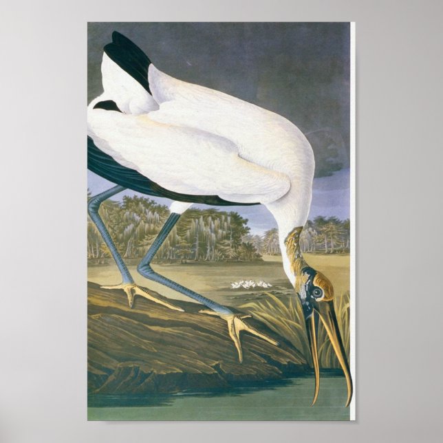 Pôster Stork Americano por John James Audubon (Frente)