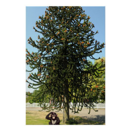 Pôster Strange enough to puzzle a monkey.