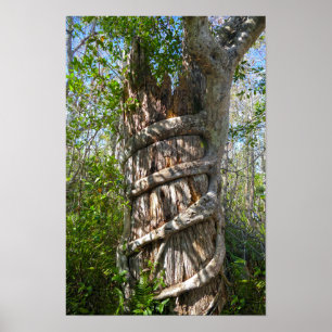 Poster Strangler Fig, Big Cypress Swamp, Florida