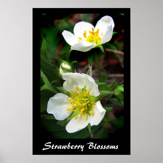 Poster Strawberry Blossoms (Frente)