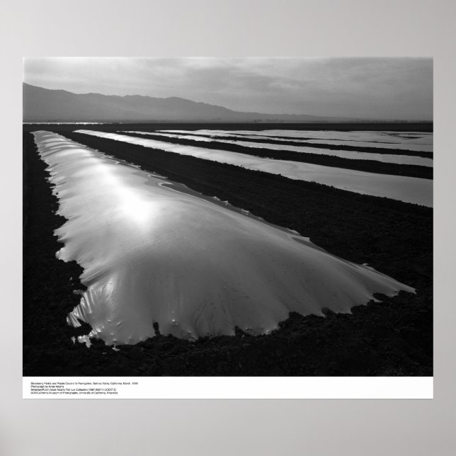 Pôster Strawberry Fields with Plastic Fumigation Covers (Frente)