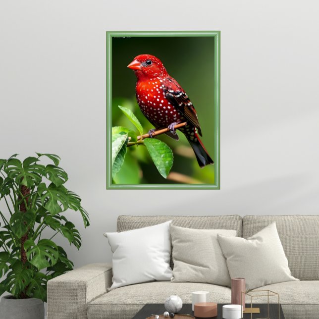 Poster Strawberry Finch  (Criador carregado)