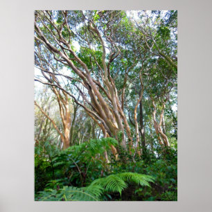Poster Strawberry Guava Trees