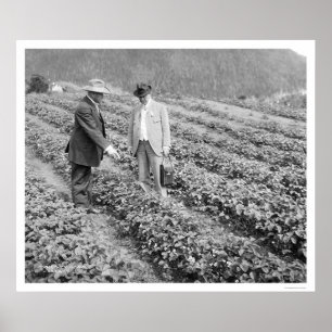 Pôster Strawberry Plant Sitka, Alaska 1916