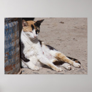 Poster Stray cat in Fes medina, Morocco