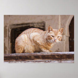 Pôster Stray cat in Fes medina, Morocco 2