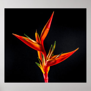 Poster Strelitzia, pássaro da flor de paraíso