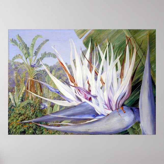 Poster Strelitzia por Marianne North - Paisagem Exótica (Frente)